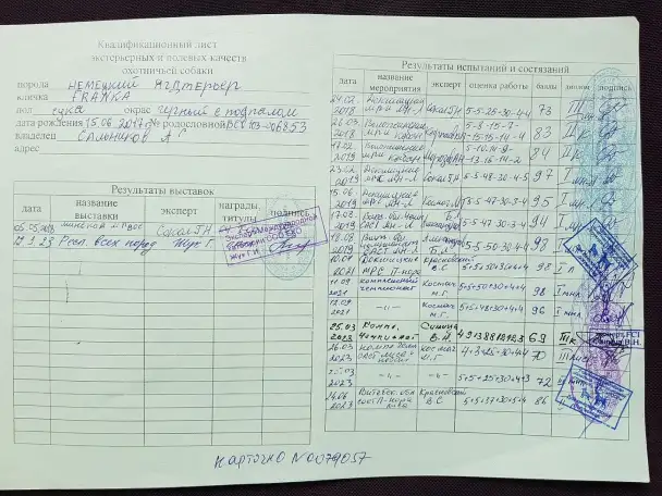 Продаются щенки немецкого ягдтерьера, фотография 4
