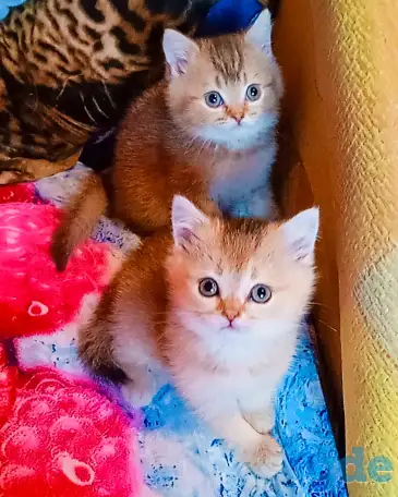 Шотландские вислоухие котята, фотография 2