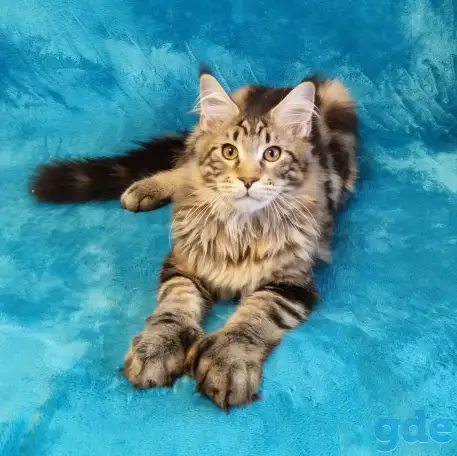 Котят Мейн Кун, фотография 3