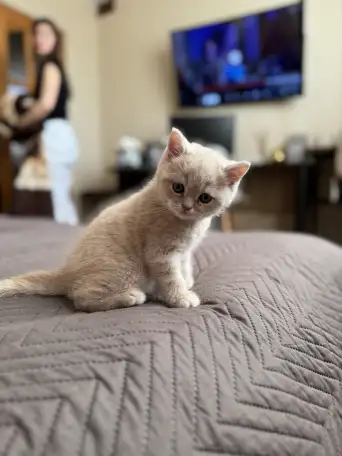 Шотландские котята, фотография 1