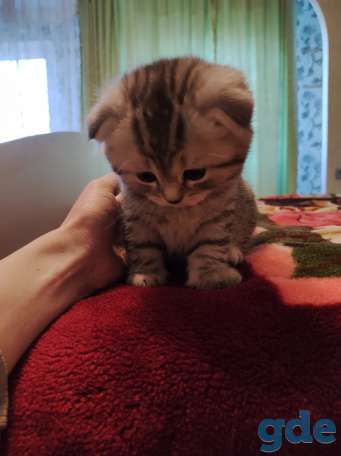 Шотландский вислоухий котенок, фотография 3