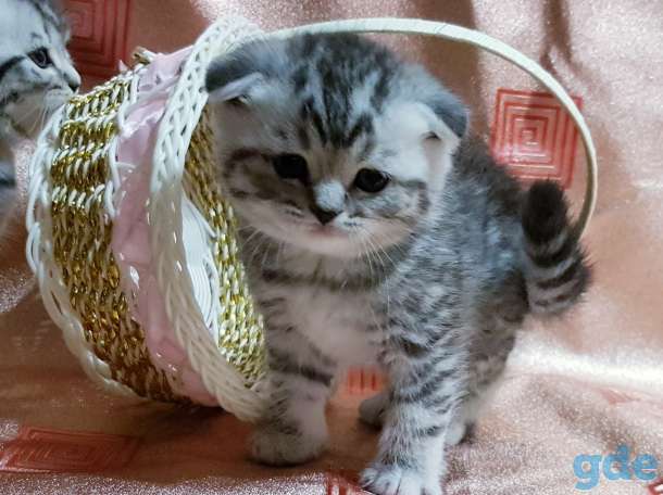 Котики шотландские,вислоухие котята., фотография 1