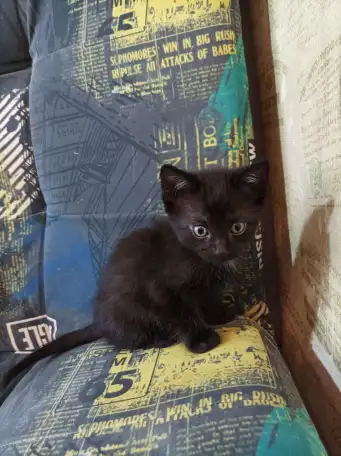 котята в добрые руки, фотография 1