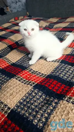 Шотландцы, фотография 2
