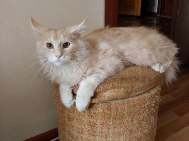 Мейн кун котенок, фотография 4