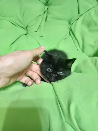 Котята британцы, фотография 7