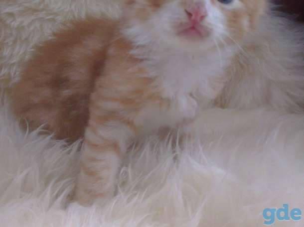 котенок в хорошие руки, фотография 2