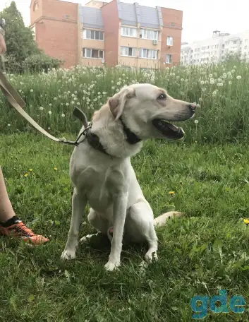 Лабрадор ретривер, отладим в хорошие руки, фотография 1