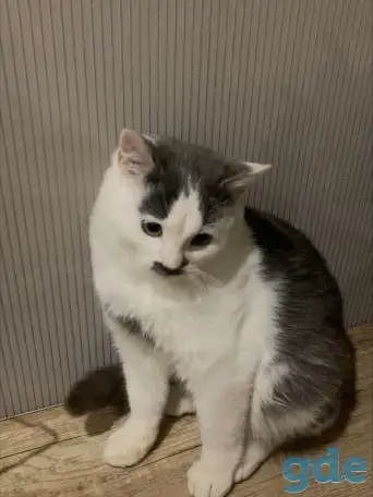 Котенок в дар, фотография 1
