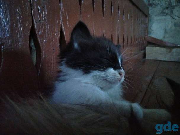 Отдадим котят в хорошие руки, фотография 5