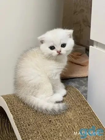 Шотландский котенок, фотография 2