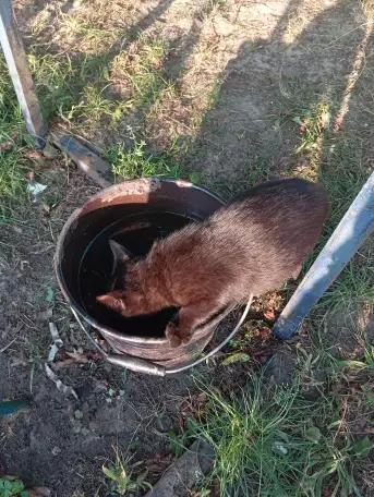 Котенок в дар, фотография 9