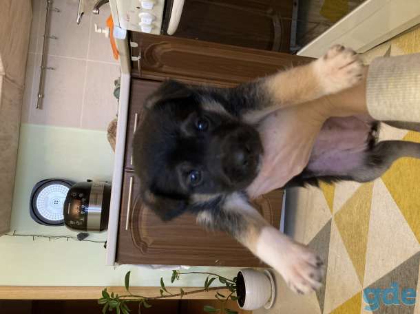 Щенок в дар, фотография 1