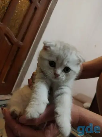 Котята шотландские вислоухие, фотография 4