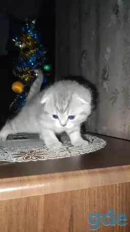 Шотландские чистокровные котята, фотография 3