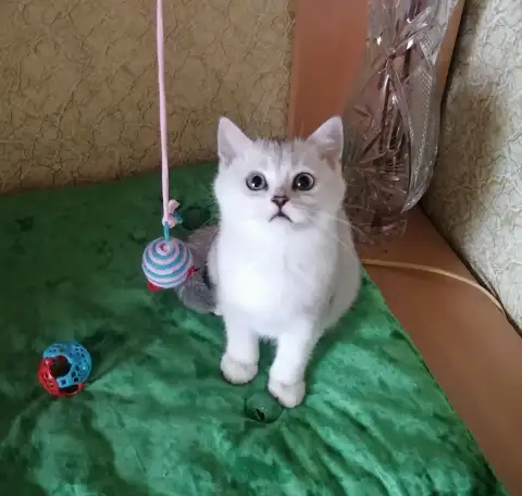 Британские серебристые котята, фотография 1