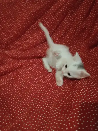 Красивые котята в дар, фотография 3