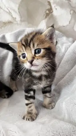 Котята помесь папа Мейн-Кун мама Шотландская скоттиш-страйт, фотография 8