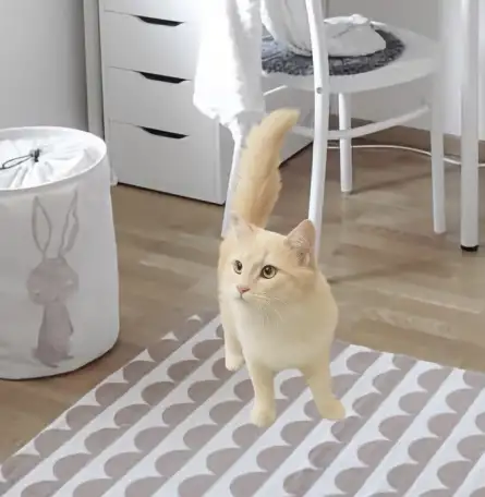 Котик Беня ищет ответственных и заботливых хозяев, фотография 4