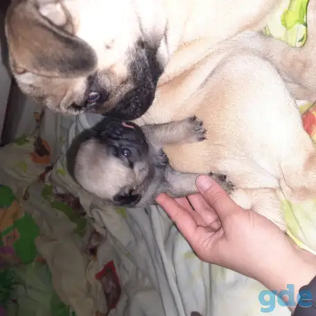 Продаются щенки мопса, фотография 2