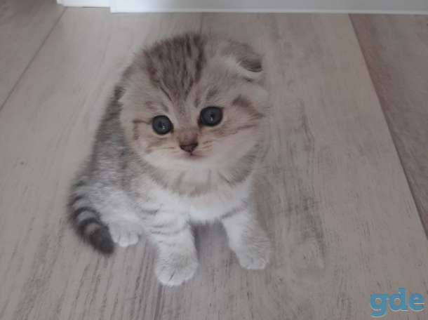 Шотландские котята, фотография 2