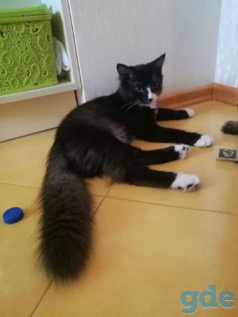 Котенок ищет дом, фотография 1