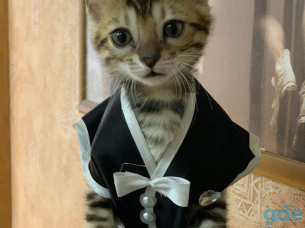 Бенгальские котята, фотография 5