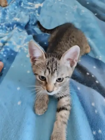 Отдам в хорошие руки котят или кошку, фотография 2