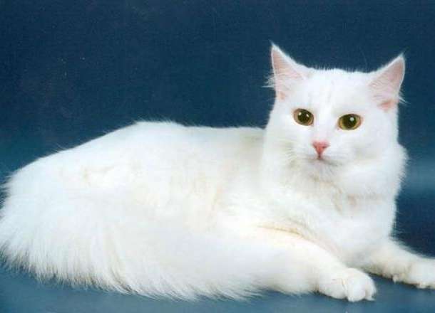 КОТЯТА, фотография 1
