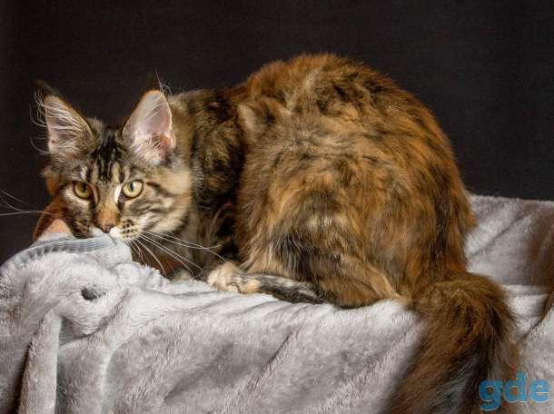 Котёнок мейн кун, фотография 2