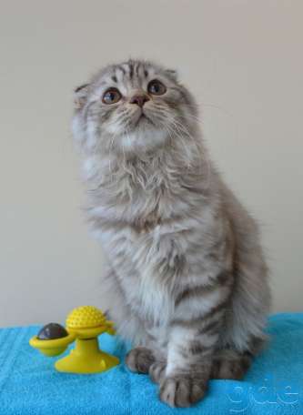 Шотландские котята, фотография 3