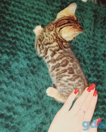 Бенгальские котята, фотография 5