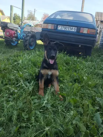 Продам, фотография 1