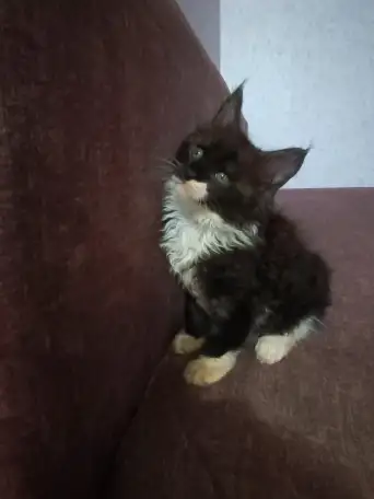 Котята мейн-кун, фотография 12