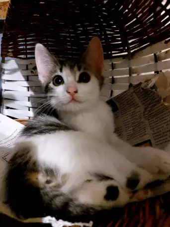 Ищу дом для котенка, фотография 1