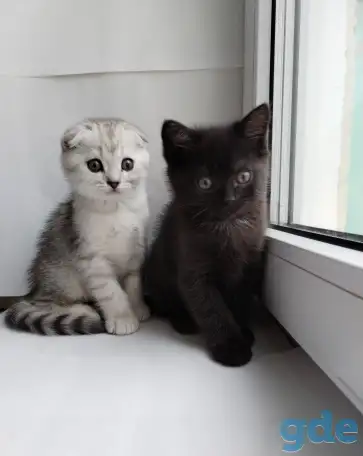 Скоттиш-страйт, шотландцы, фотография 8
