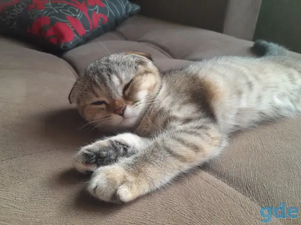 Шотландские котята, фотография 6