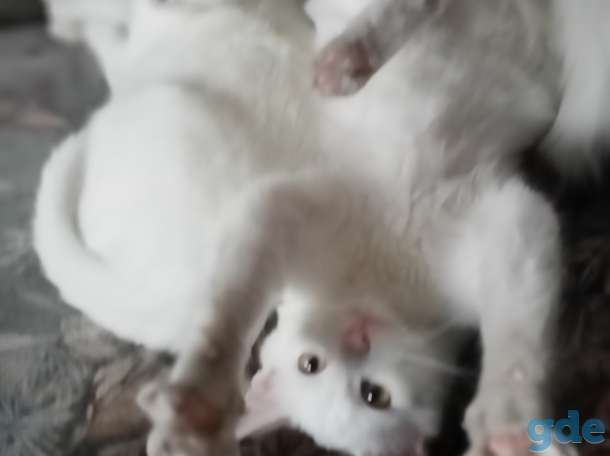 Отдам котят в хорошие руки., фотография 5