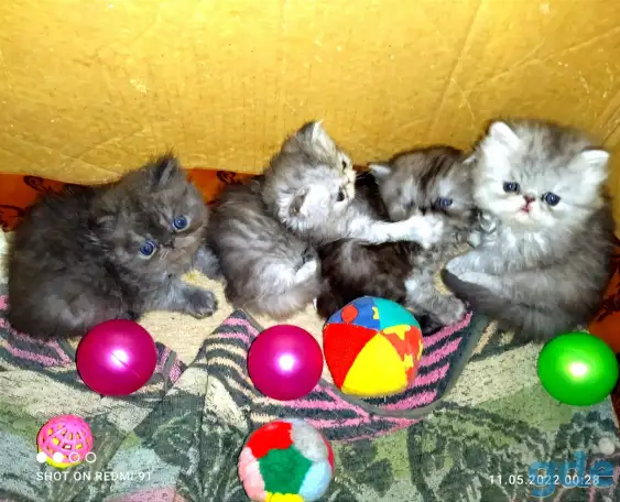 Персидские котята Экстремального типа чистокровные. Персы., фотография 4