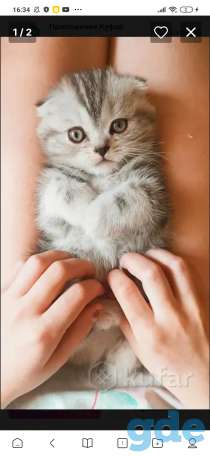 Шотландские котята, фотография 1