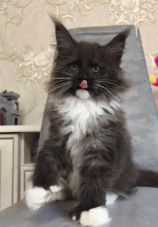 Мейн кун , полидакт, фотография 2