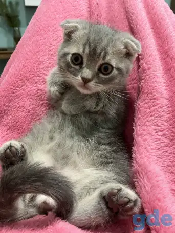 Шотландские котята, фотография 3