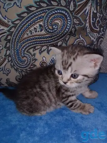 Шотландские котята, фотография 2