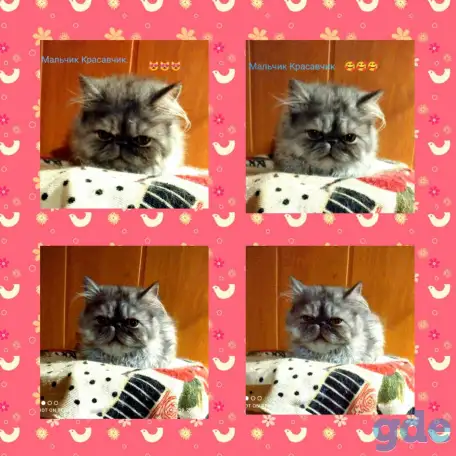 Персидские котята Экстремального типа чистокровные. Персы., фотография 5