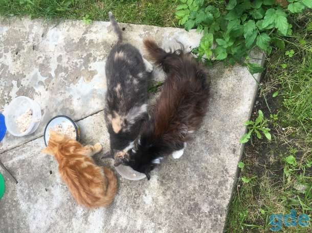 Котята, фотография 1