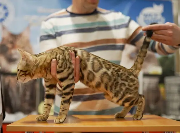 Бенгальский кот вязка, фотография 3