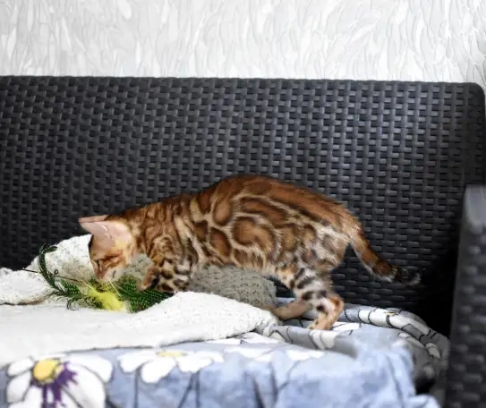 Лучшие бенгальские котята, фотография 4