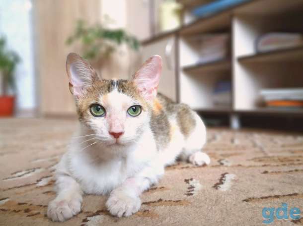 Кошка Басти, фотография 5