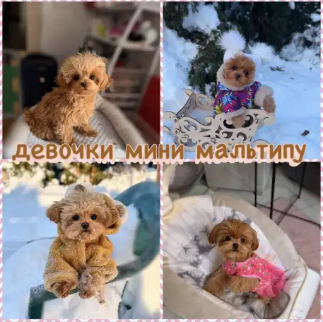 Мальтипу ф1 элитные мини и микро Корея только у нас, фотография 2