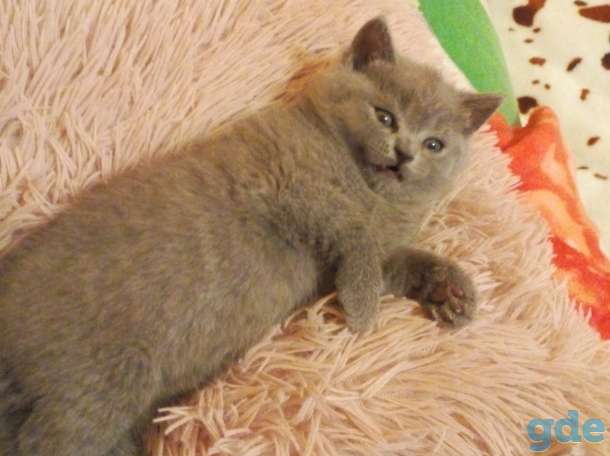 Продам шот. Котиков, фотография 1